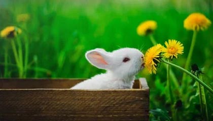 九游娱乐网址-库里：空投的“魔术师”，破解NBA防守密码！，里程碑!库里总得分超魔术师 仓促出手投丢